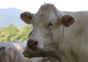 Charolais cattle in North Garden Virginia