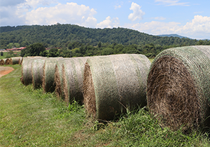 grass bales rolled and ready for storage